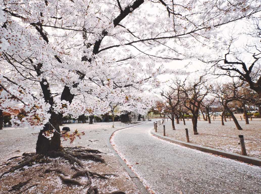 花吹雪