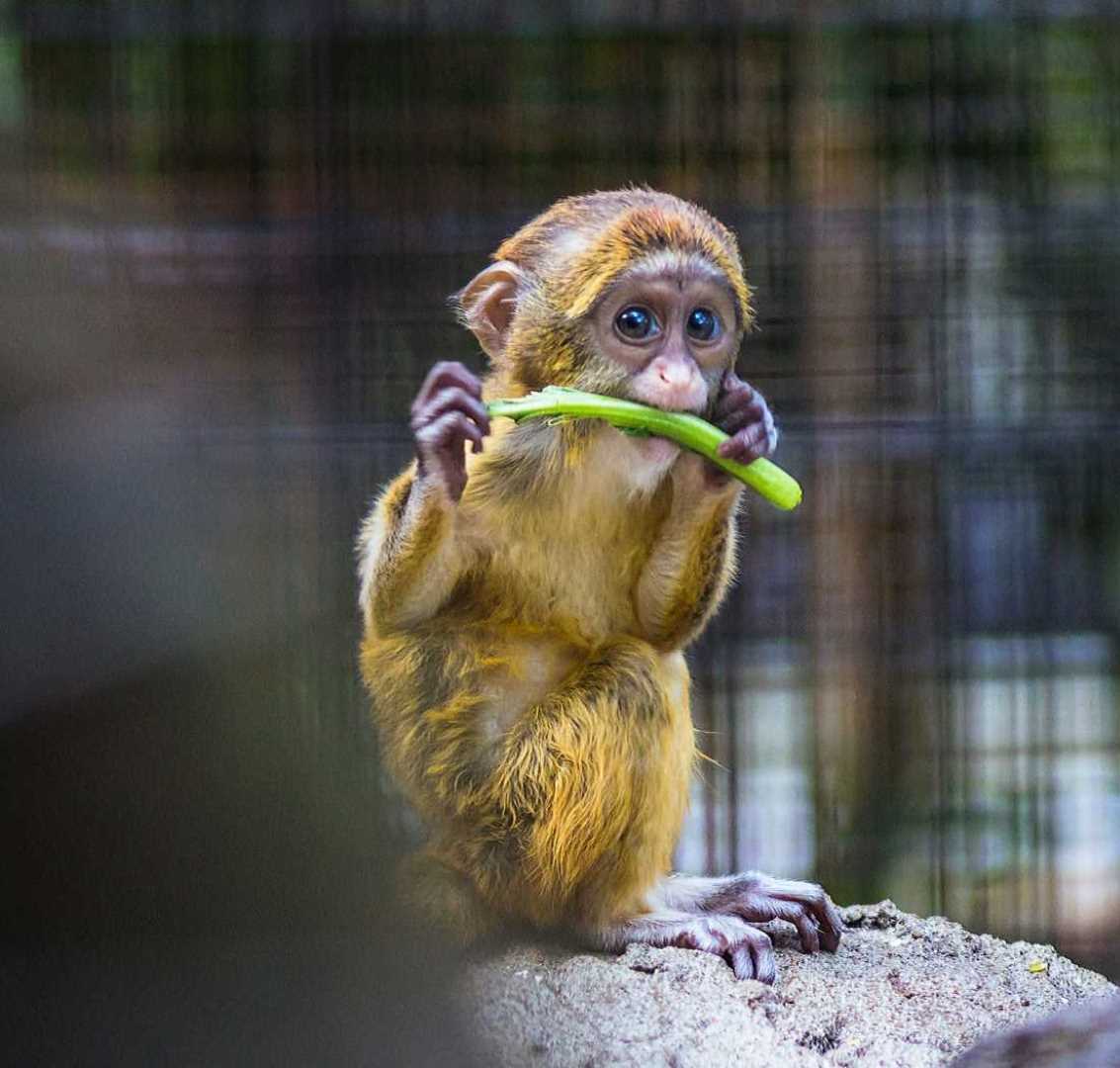 かみ砕く