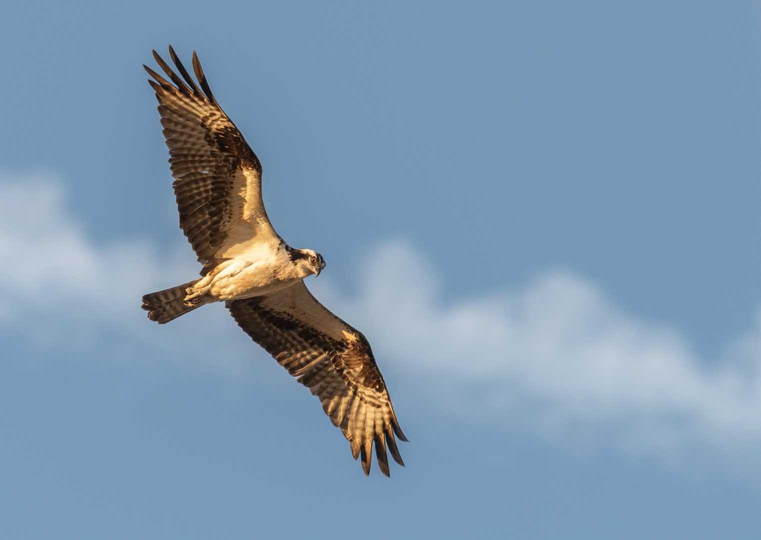 鳥の目